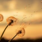 Dandelion, creation
