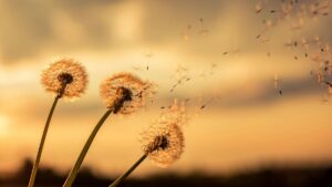 Dandelion, creation