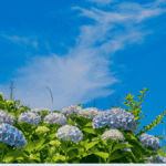 June Messenger