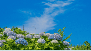June Messenger