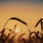 Wheat