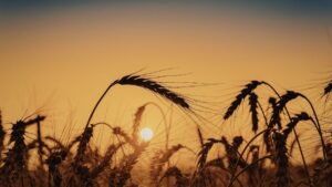 Wheat
