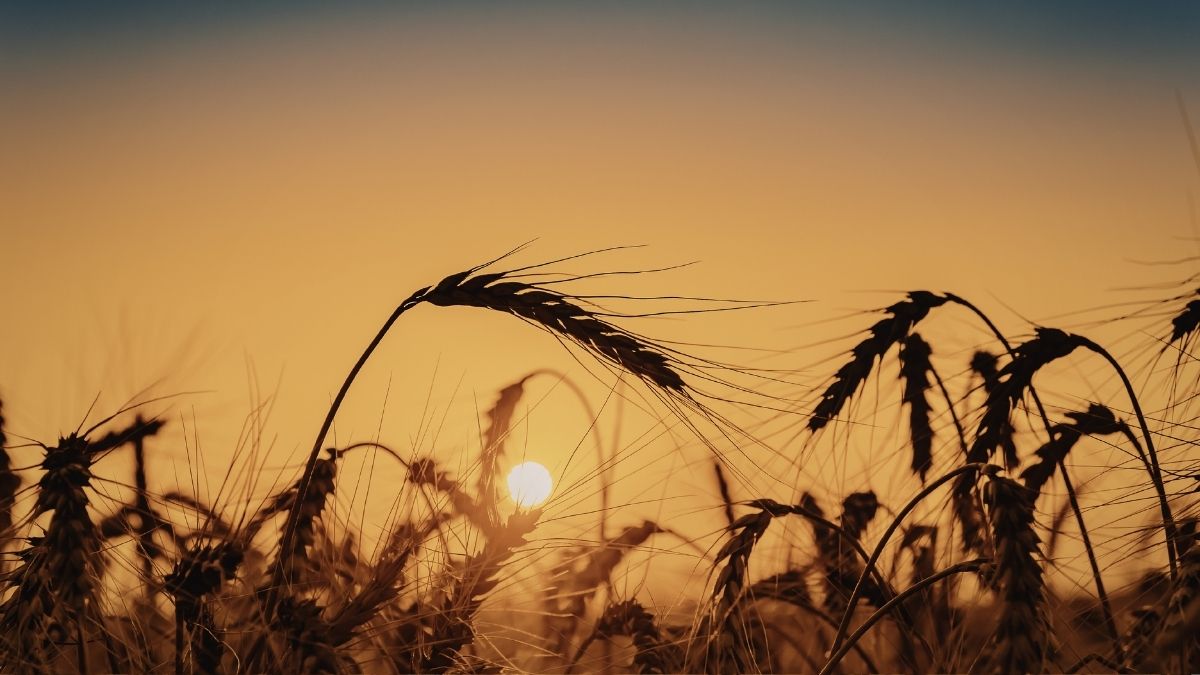 Wheat